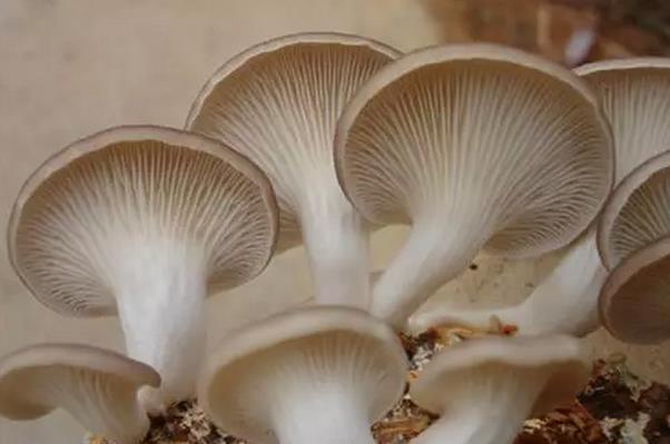 圖片關鍵詞 圖片關鍵詞