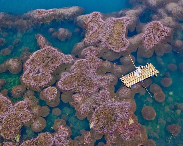 國家蘑菇地理：中國哪里的蘑菇最好吃？